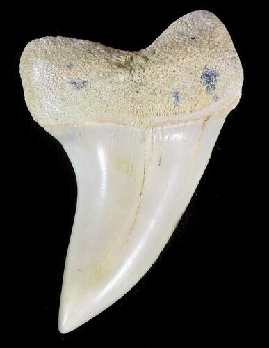 Mako Shark Tooth Fossil - Sharktooth Hill, CA #46768